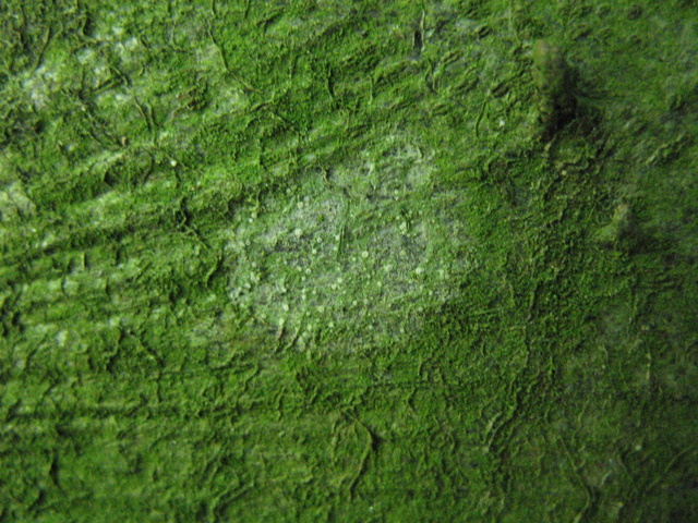 Una Riserva forestiera pi� settentrionale